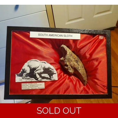 Very Rare Giant Sloth Claw From Bolivia